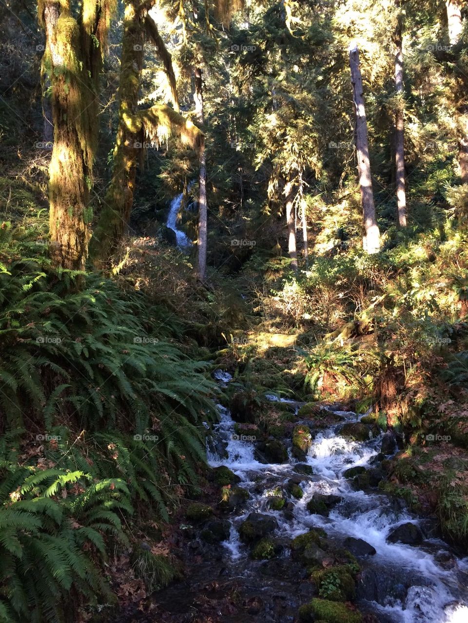 Hoh Rainforest 