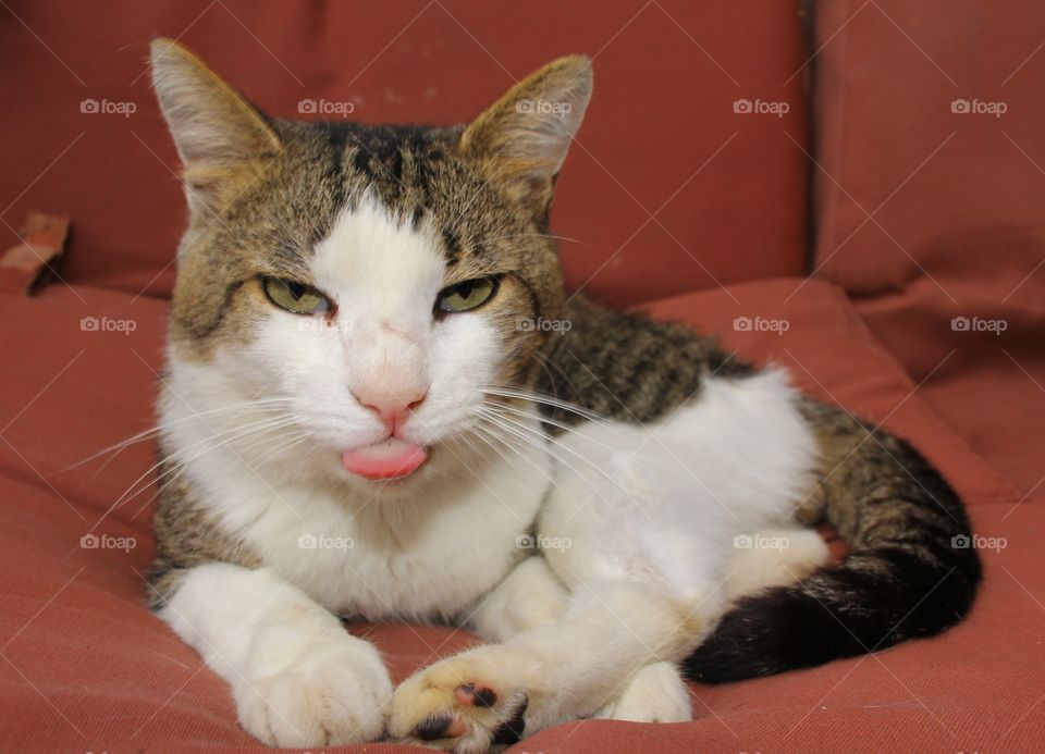 here's to national dog day