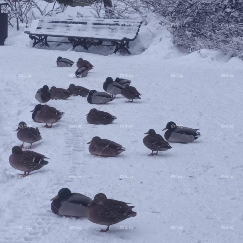 Ducks invasion