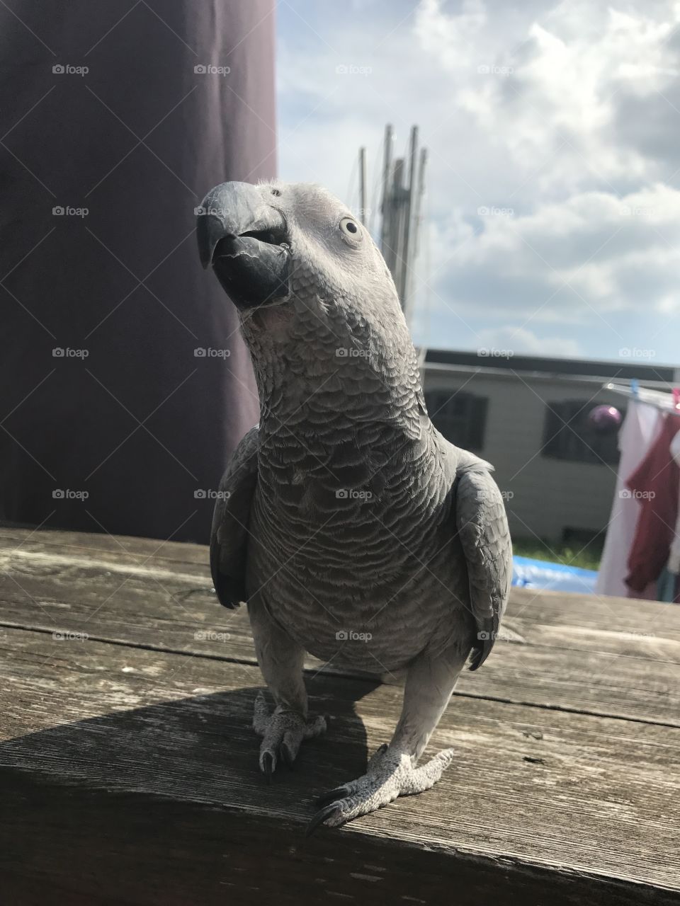 A grey African parrot being nosey and curious 