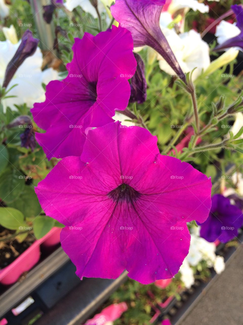 Purple flower close up