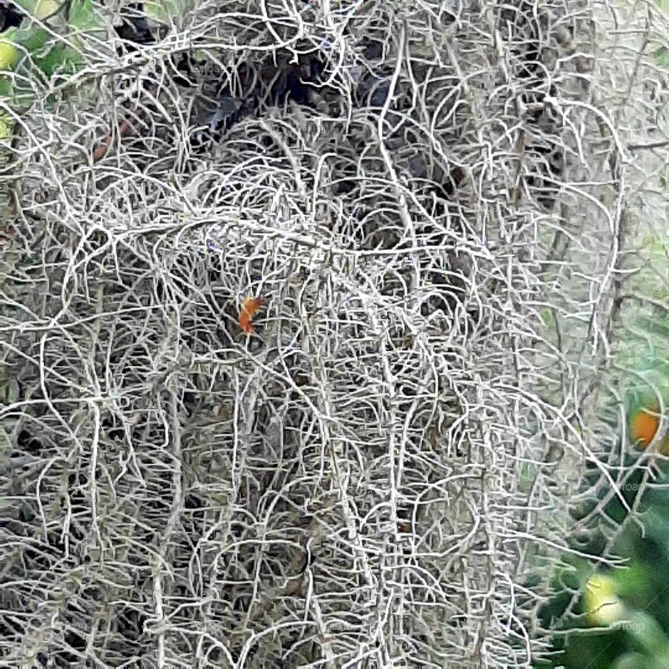 hanging lichen