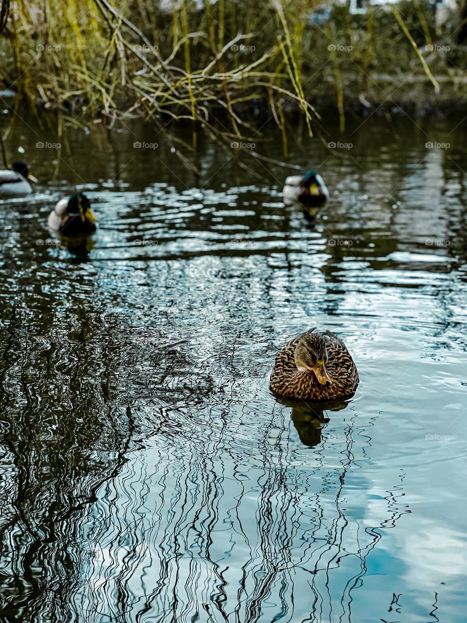 Brown duck floating on the water peacefully 