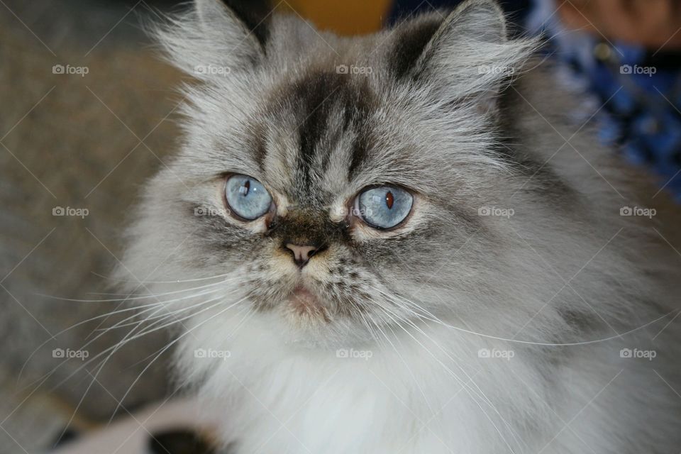 Close-up of fluffy cat