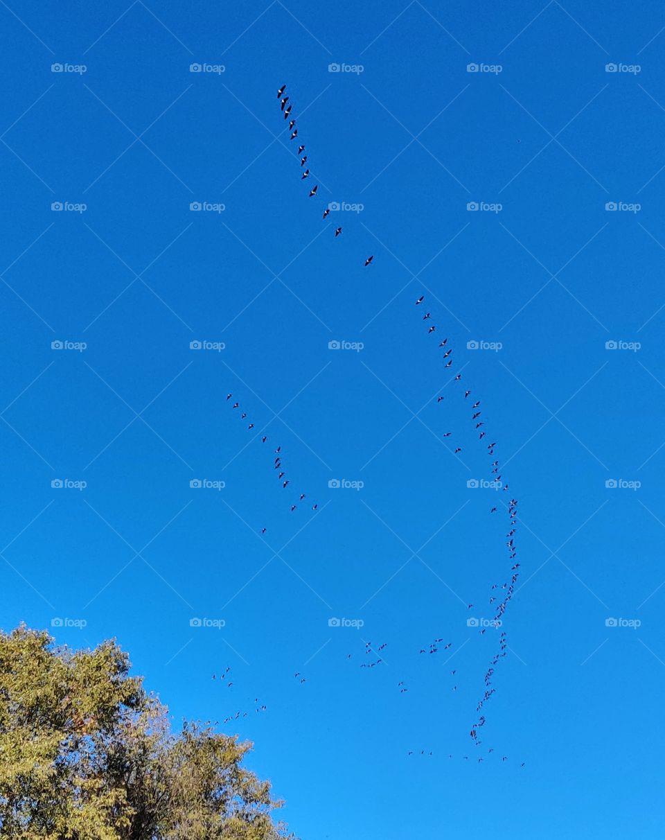 Canadian gooses in the sky