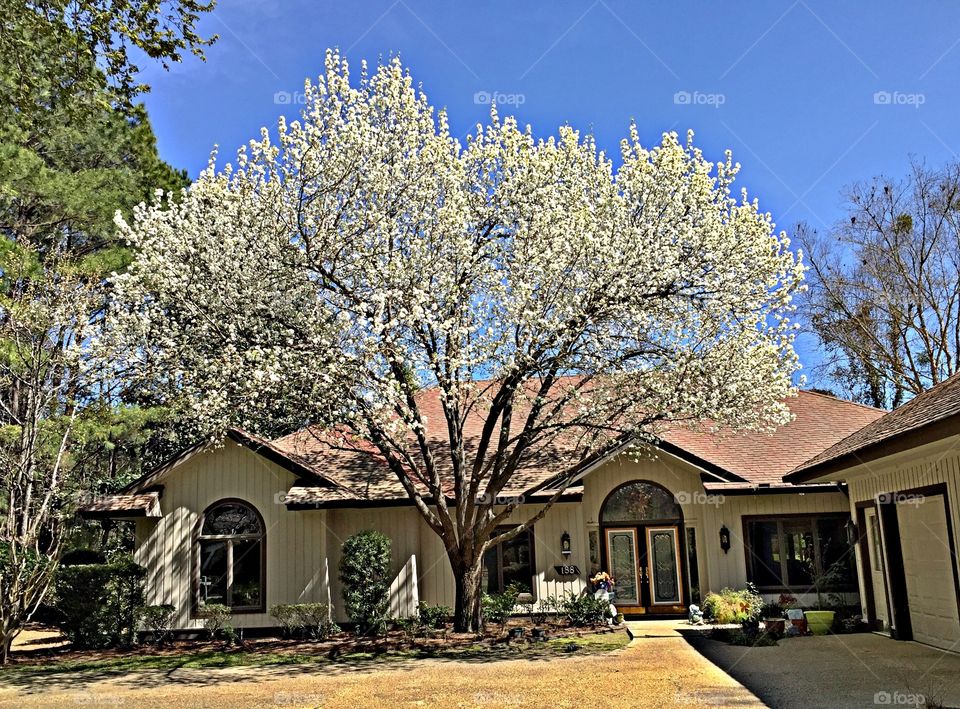 Spring blossoms!