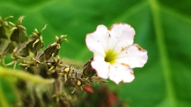 white flowers