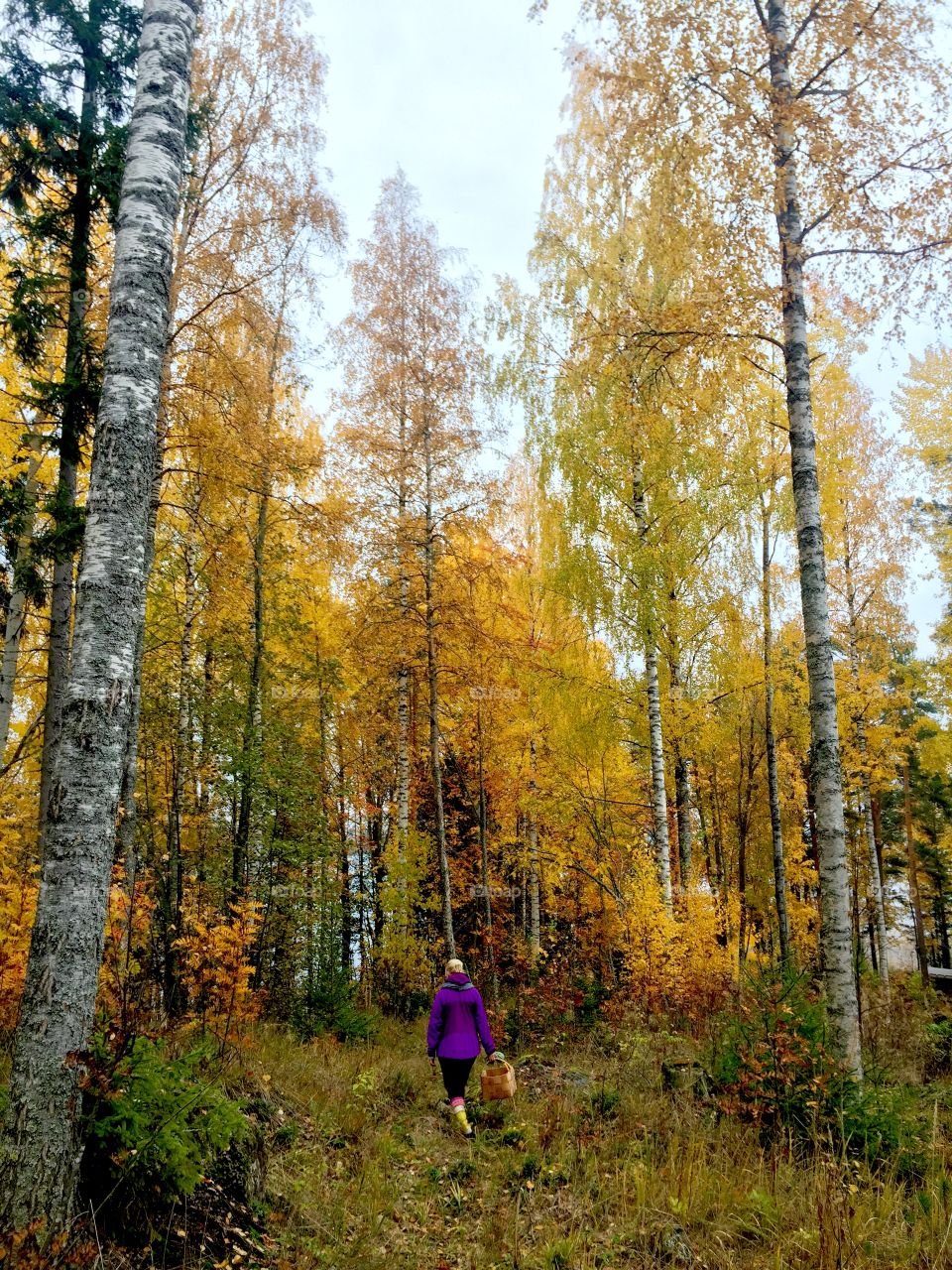 Nordic autum scenery