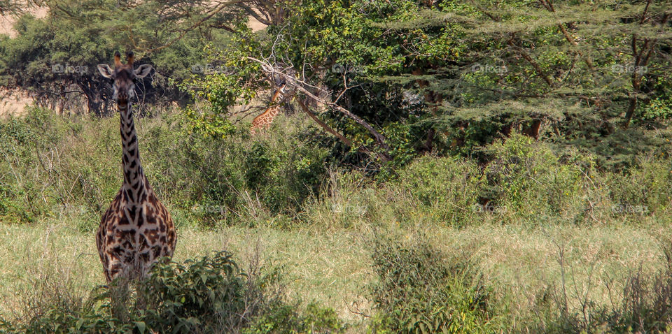 Giraffes in South Africa 