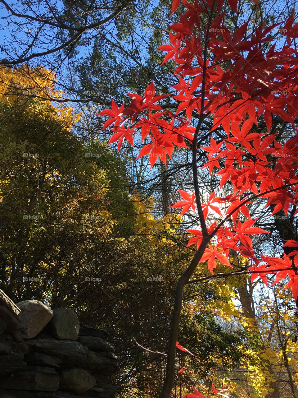 Autumn colors