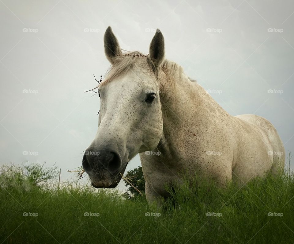 Summer Horse in a Field