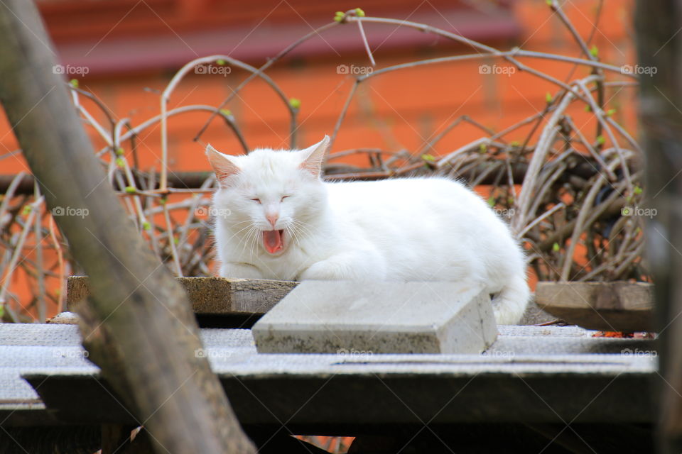 A beautiful white cat is resting lying in the sun.  Yawns.