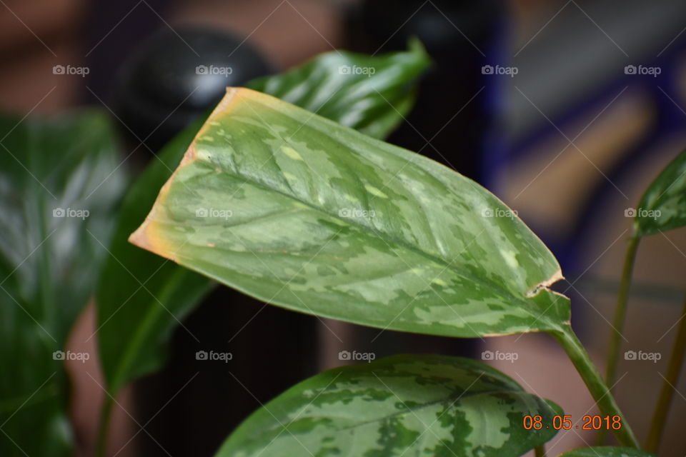 Leaf, No Person, Nature, Flora, Growth
