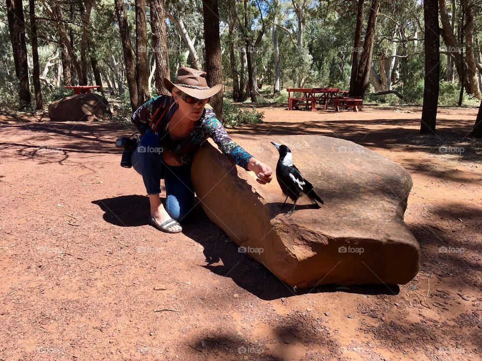 Female photographer in Australian outback interacting with wild magpie bird 