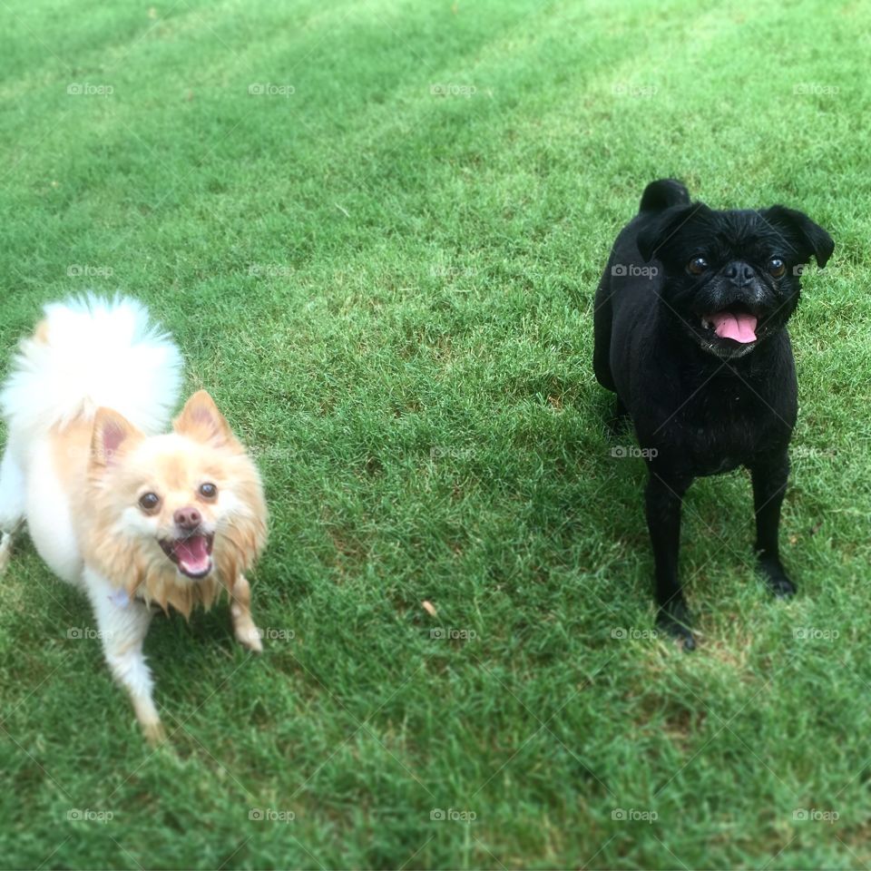 Dog, Canine, Puppy, Pet, Animal