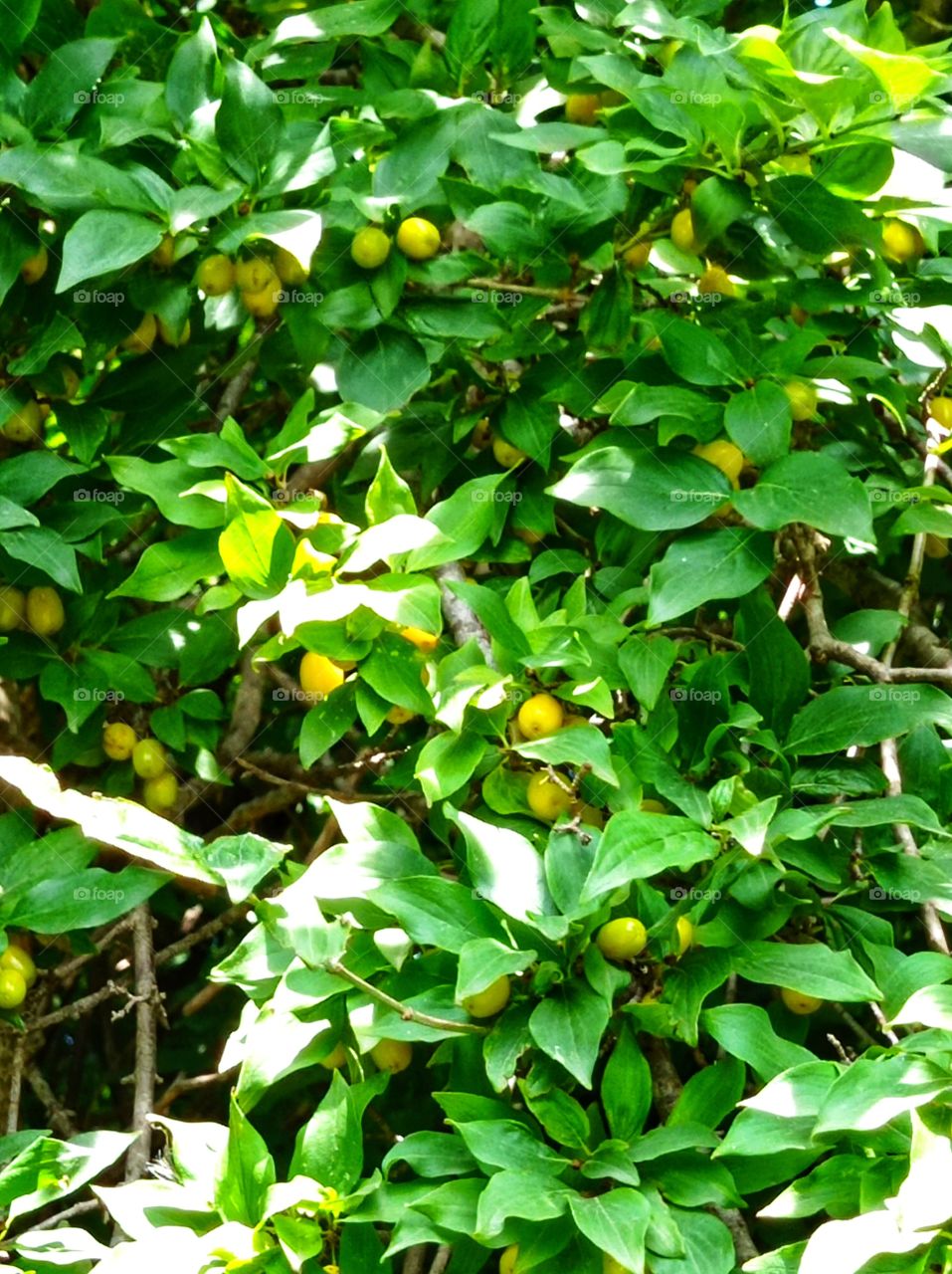 Branches and ripening dogwood berries.