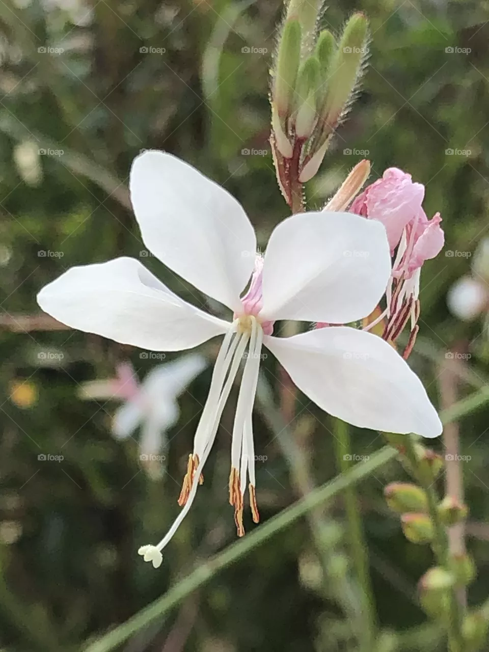Fiore 