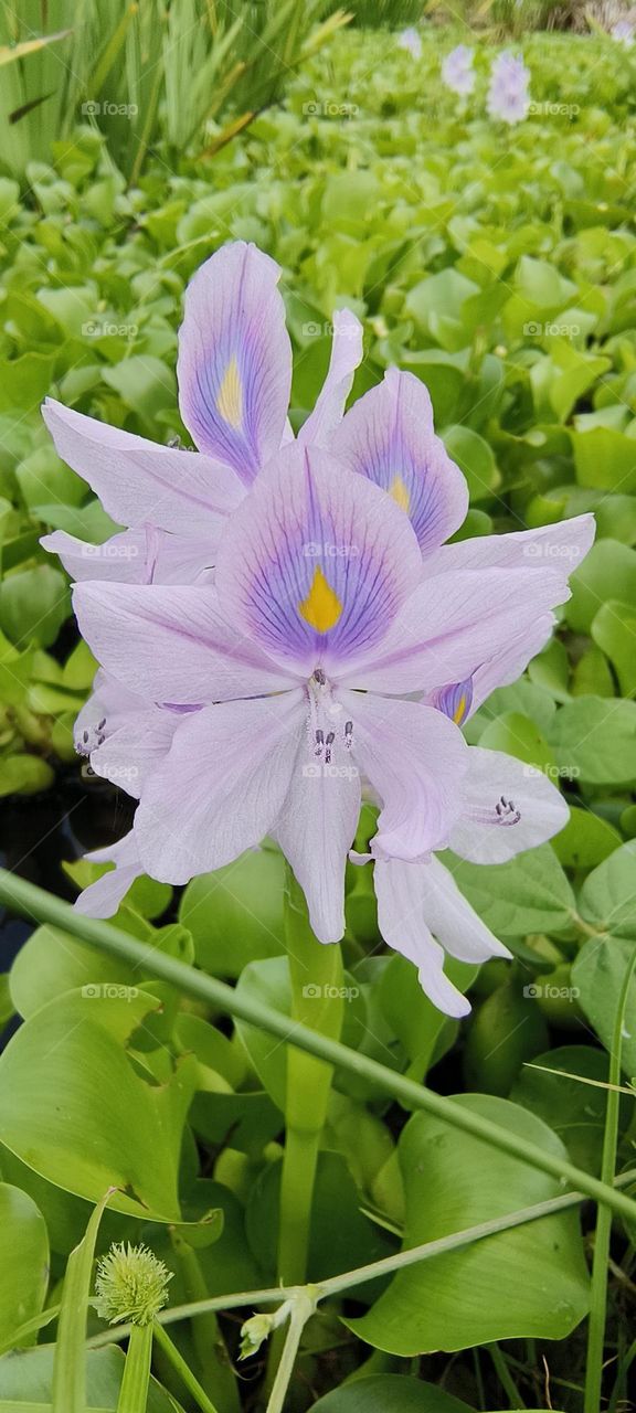 Water Hyacinth, Eichhornia crassipes, in the garden