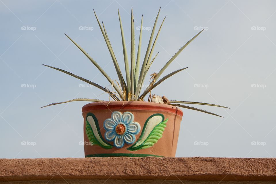 A potted plant on top of an outside wall surrounding the grounds to  a house in San Miguel de Allende,Mexico 
