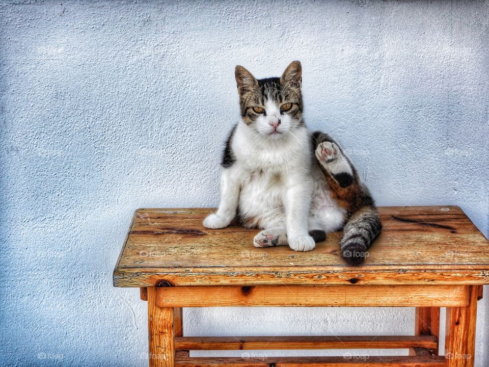 Greek cat