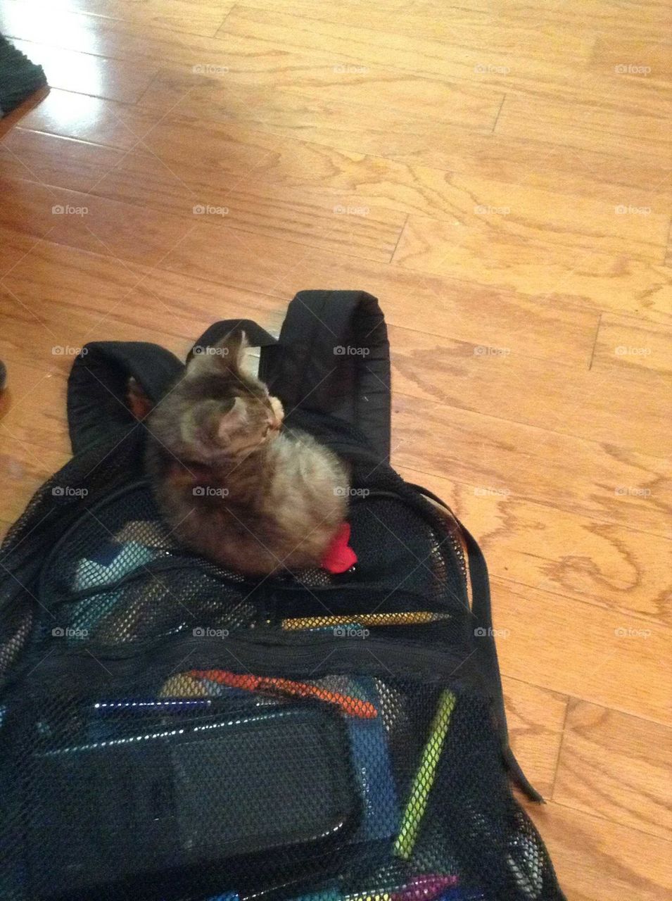 kitten curled up on a booksack