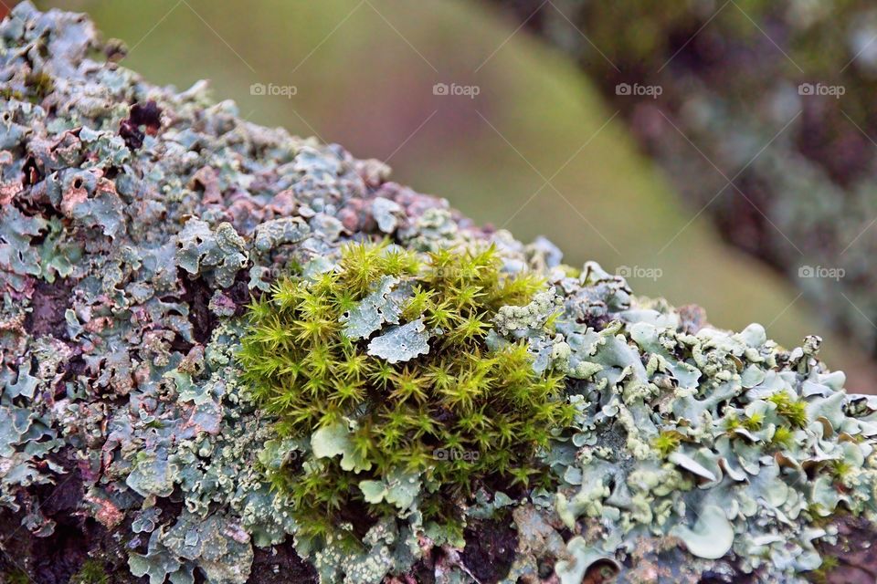 green moss on tree trunk