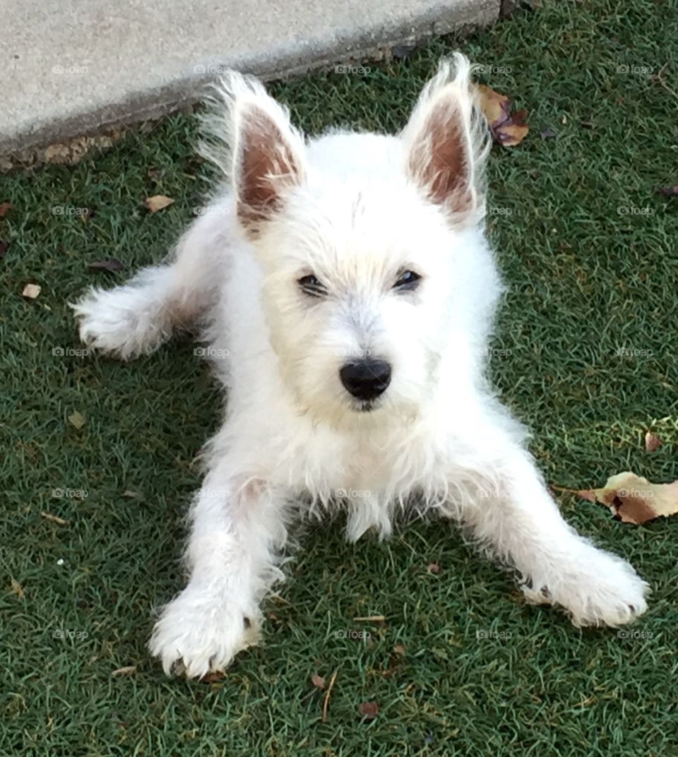 Westie puppy