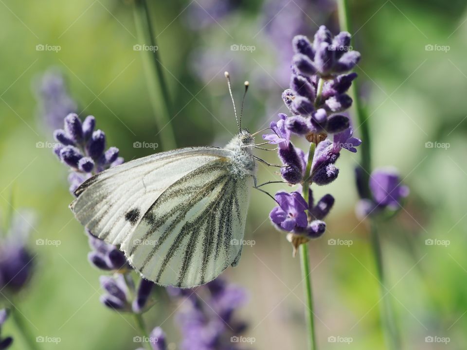 Cabbage butterfly searching for nectar on lavender