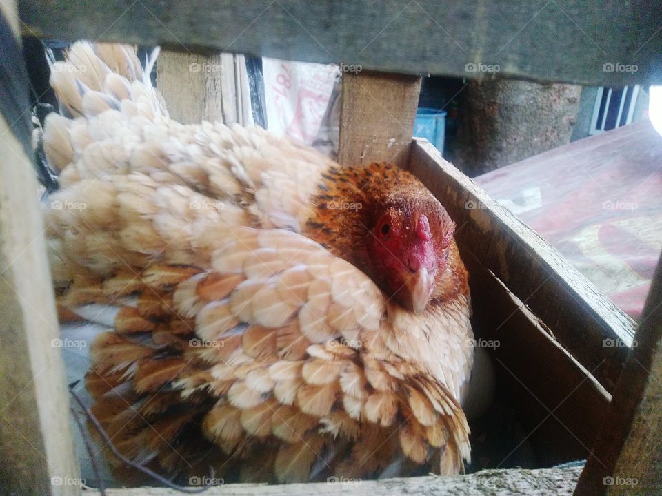 The hen is incubating her eggs by sitting on them for a certain time.