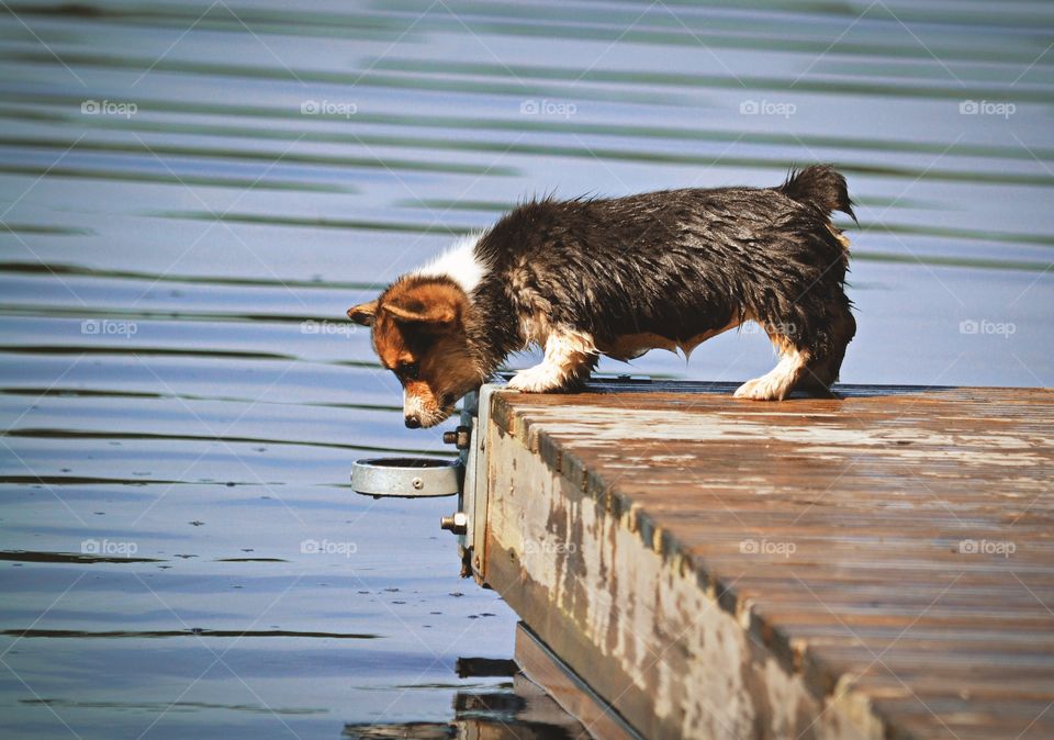 Little cute pup. Corgi puppy on a bridge at the lake