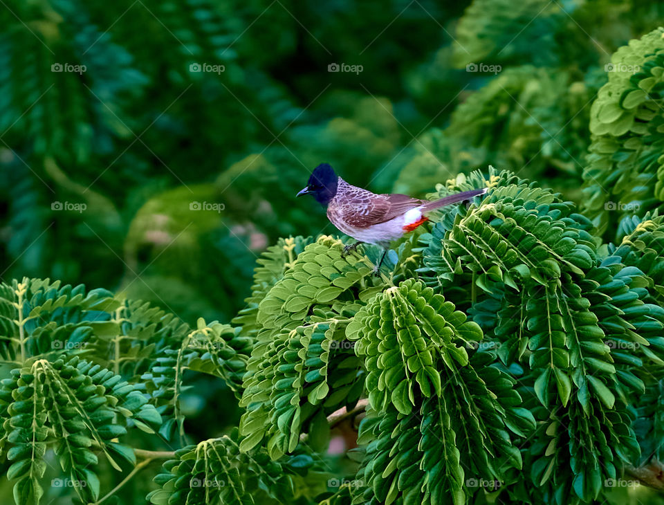 Bird photography - Red vented bulbul - Perching