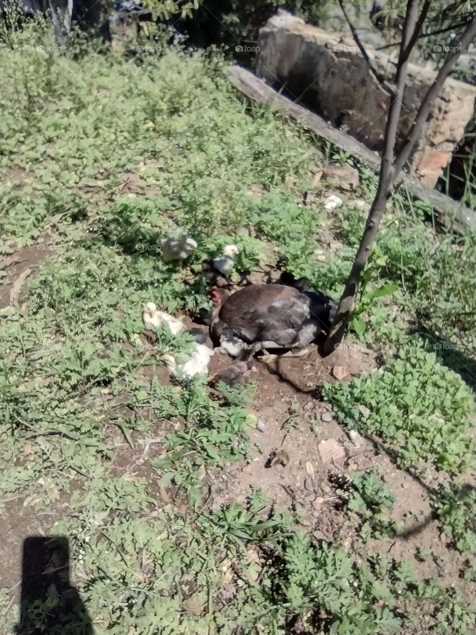 Galinha com Pintinhos