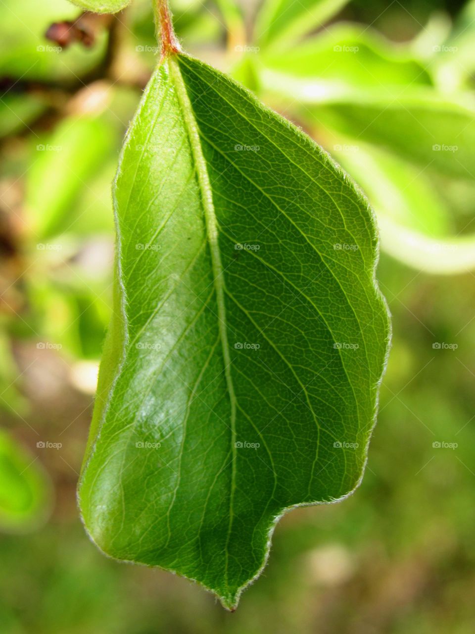 leaf