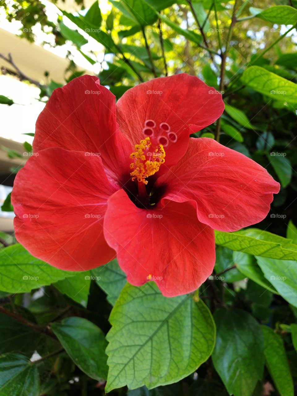 Hibiscus