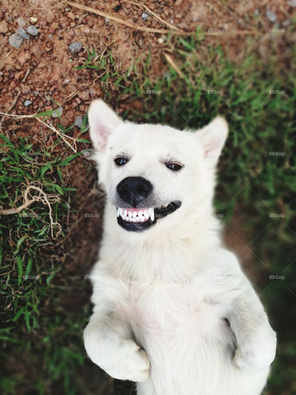 smile dog