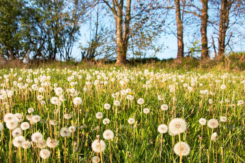 Field of dandelions 