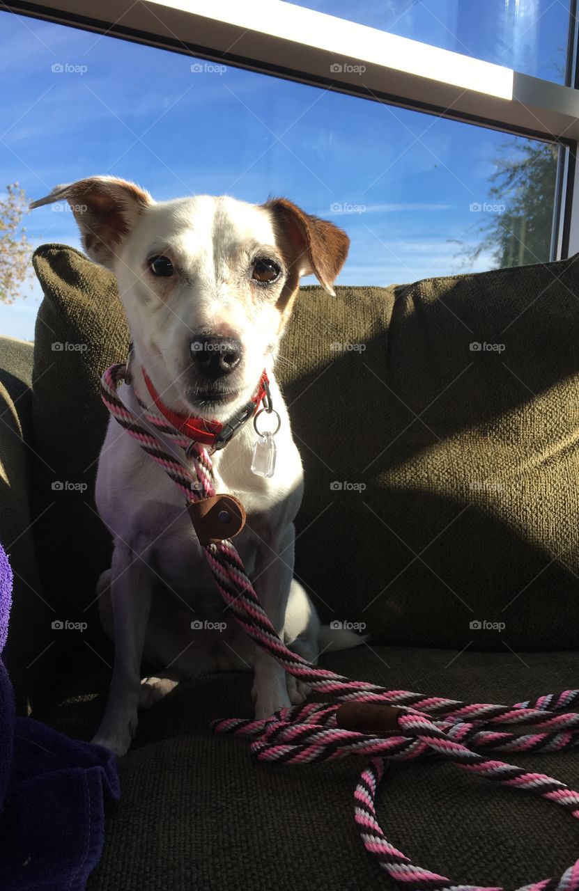 Jitterbug
Senior Chihuahua Mix shelter dog 
Bath day! 