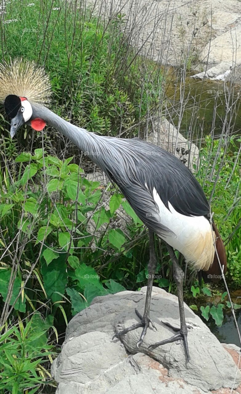 Cockeyed Crested Crane. He was posing at the zoo.