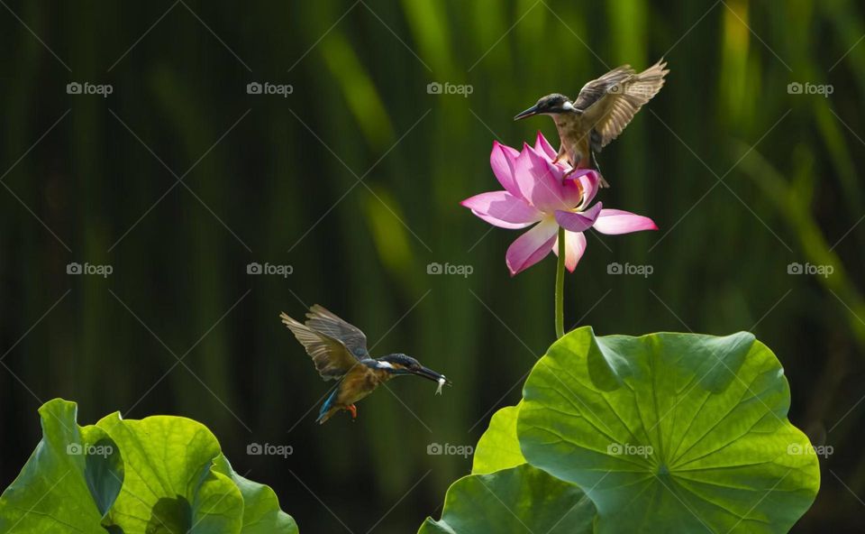 Lotus and Kingfisher, shot in Xi'an China.