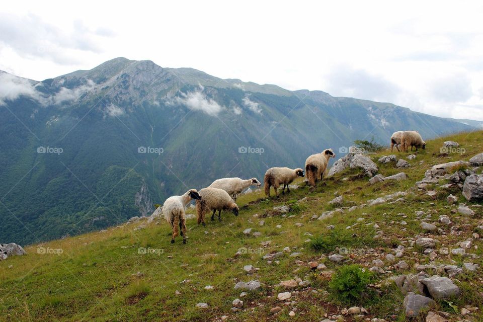 Sheep on top of a mountain 