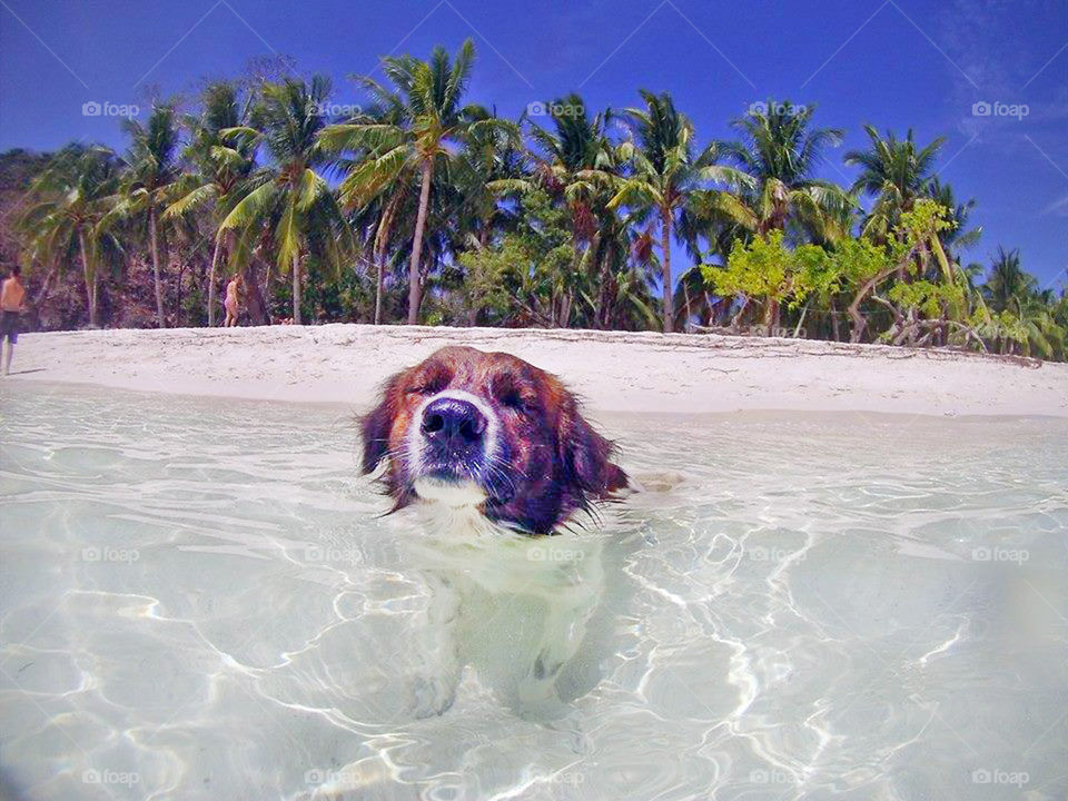 Cutest island dog taking a swim at the beach, feeling calm and happy in the summer heat
