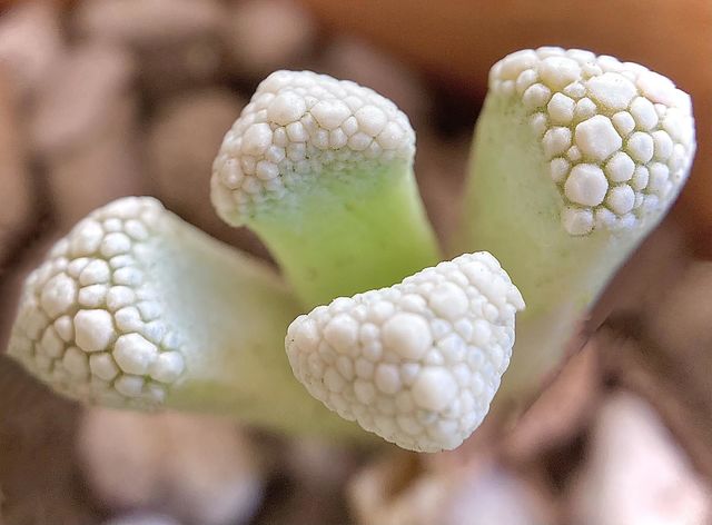Nature, textures, succulent, Titanopsis calcarea 