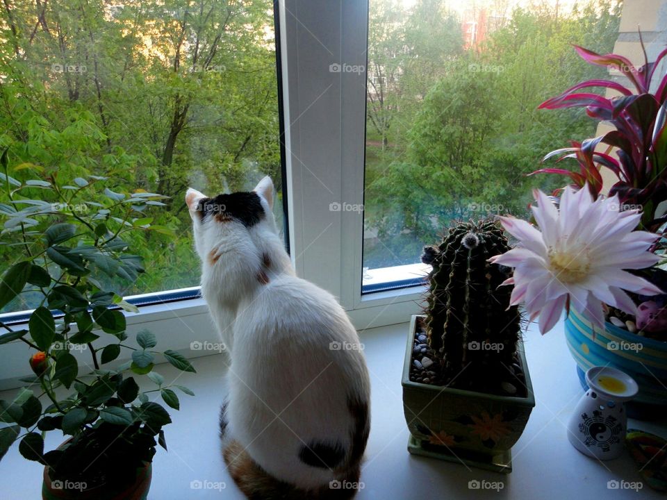 cat on the window spring time