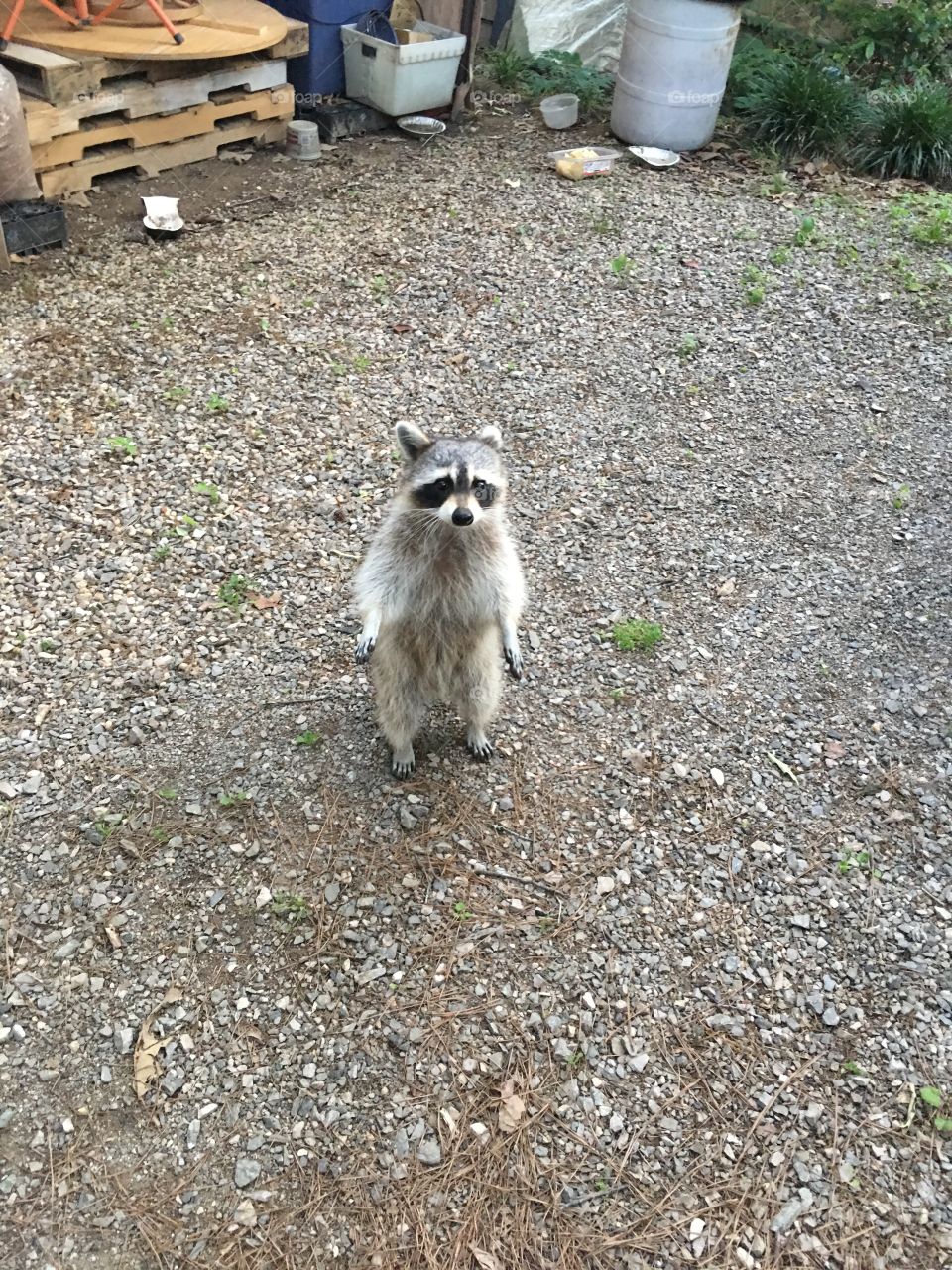 Raccoon begging 