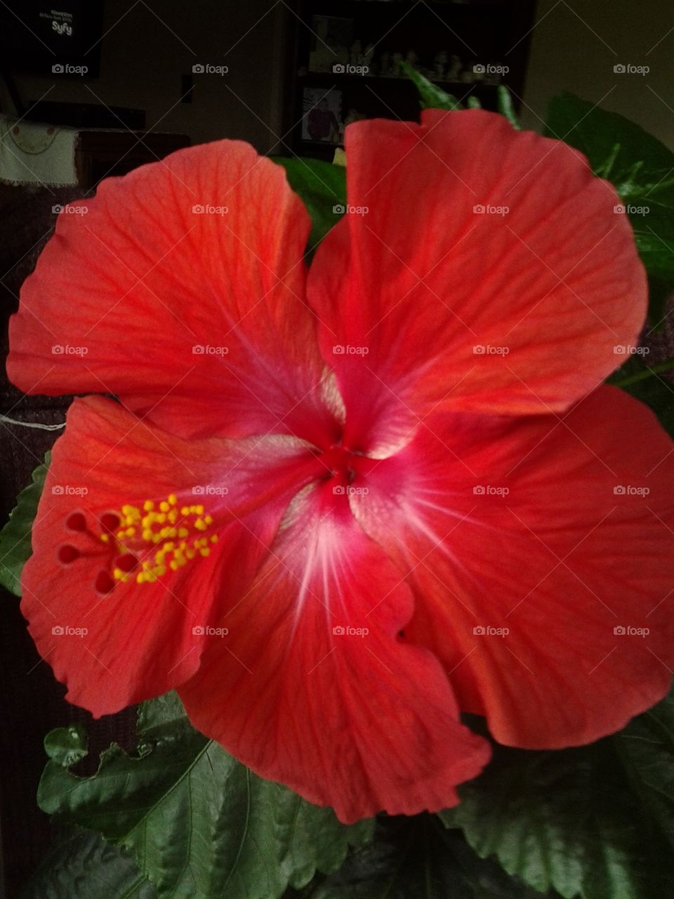 hibiscus flower
