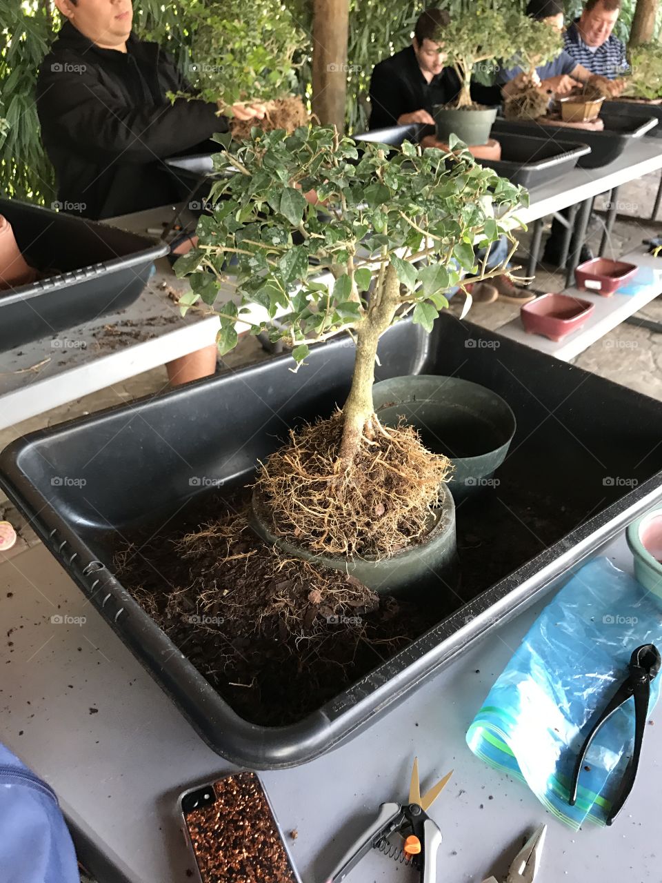 Bonsai 