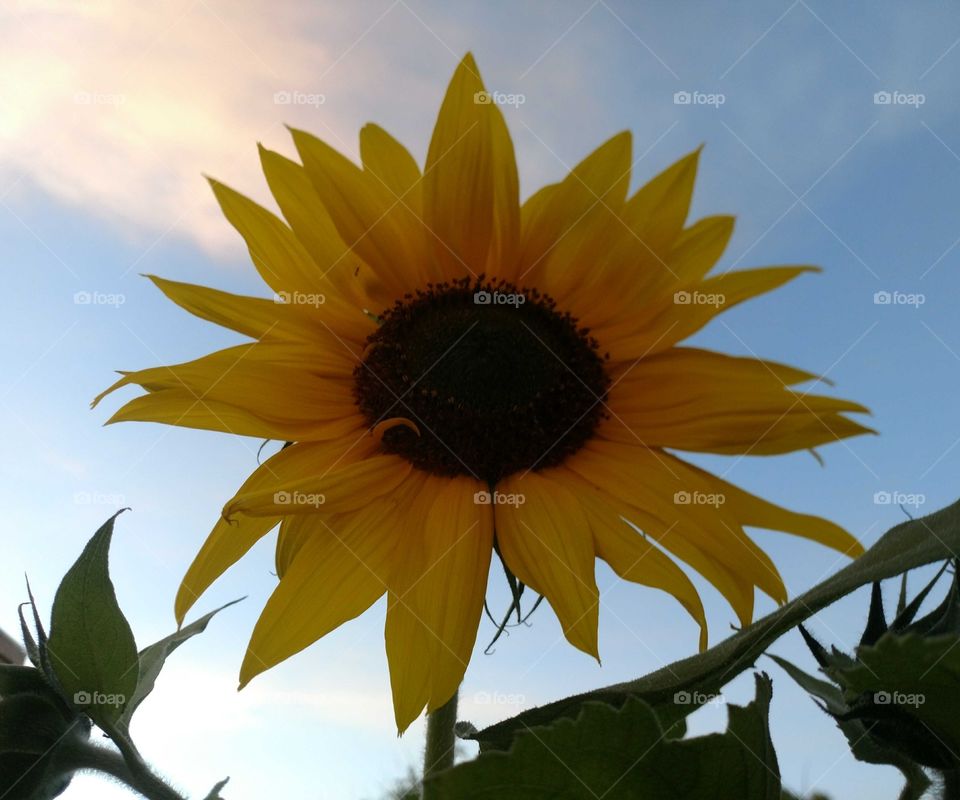 backlit sunflower