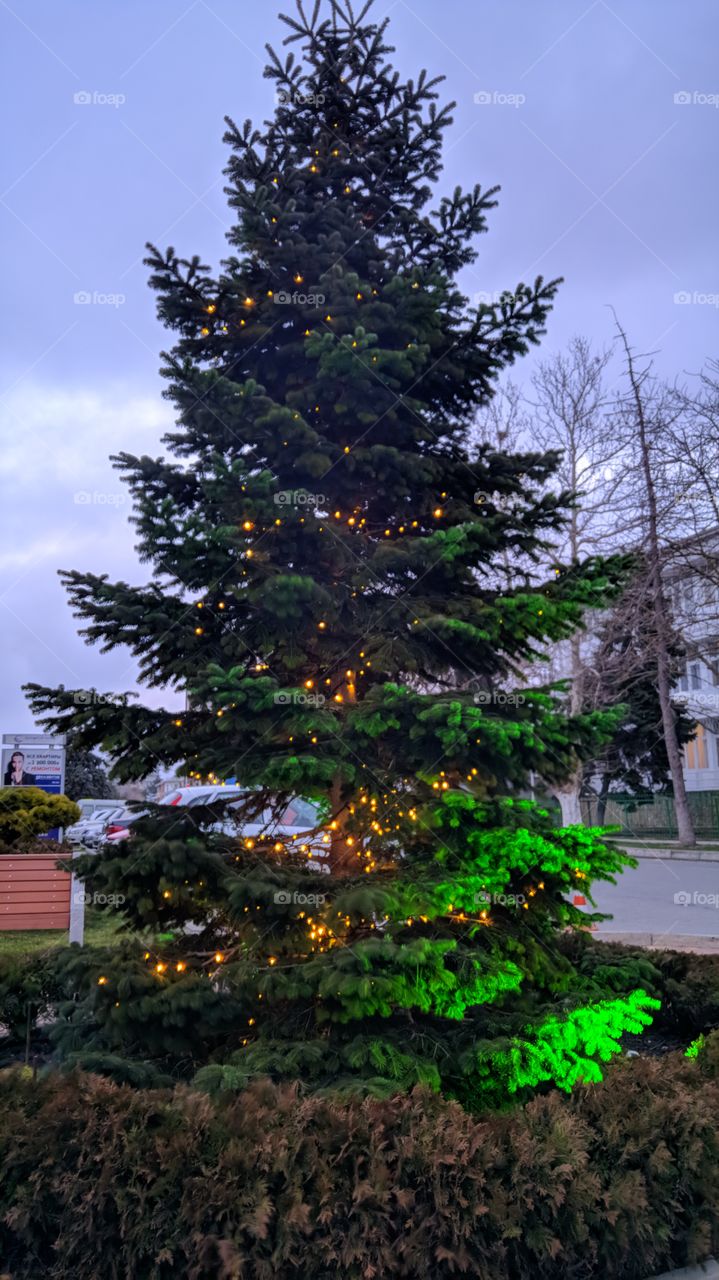 the lighting tree