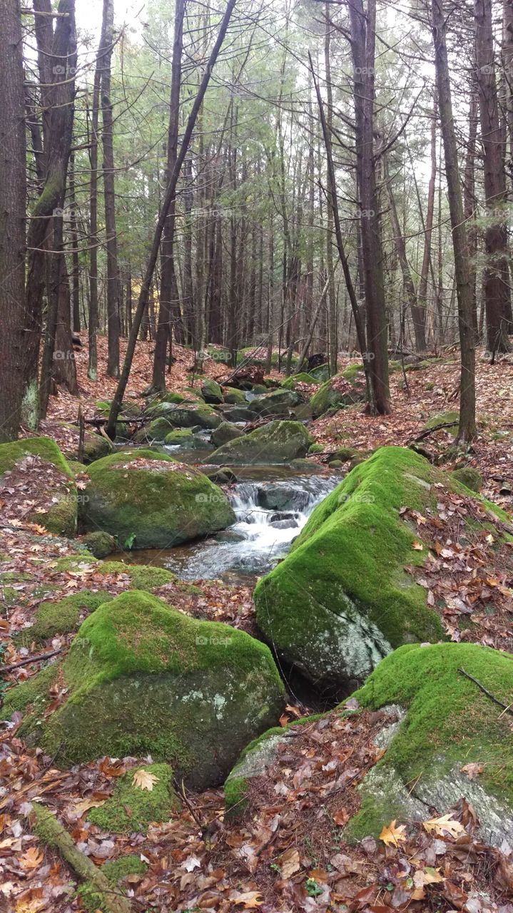 Bright green moss covering large boulders along a babbling brook with late fall foliage.