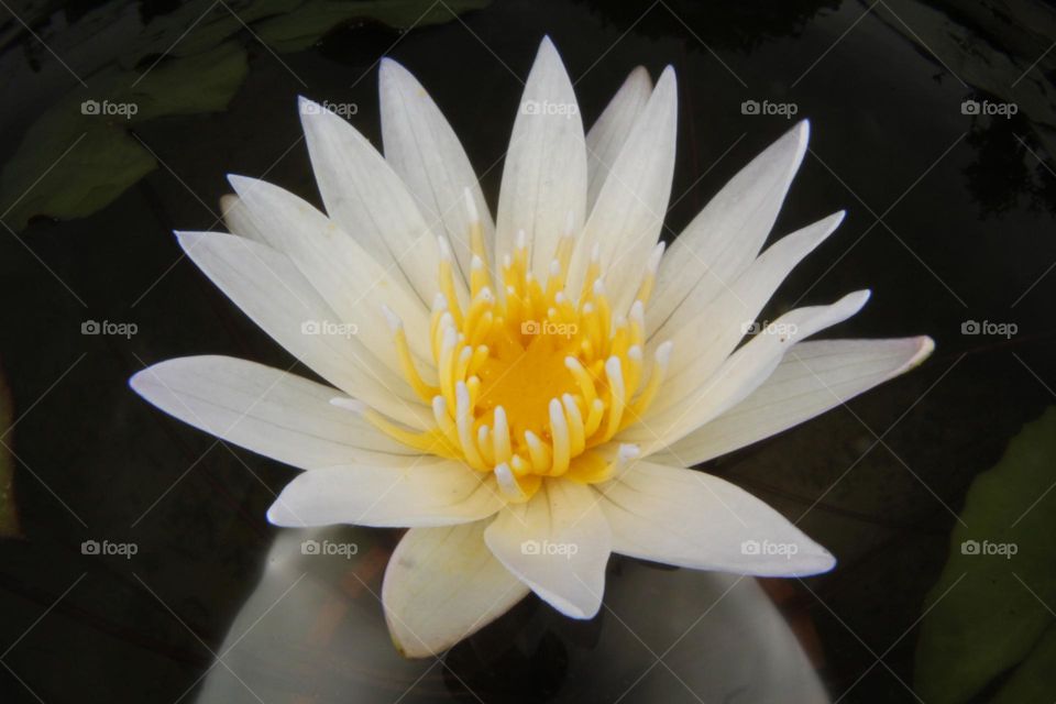 Lotus